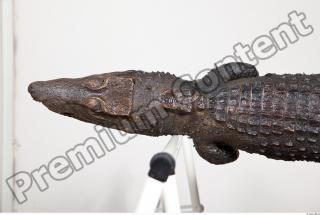 Crocodile body photo reference 0125